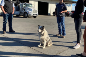 River - Shop Mascot and Official Greeter